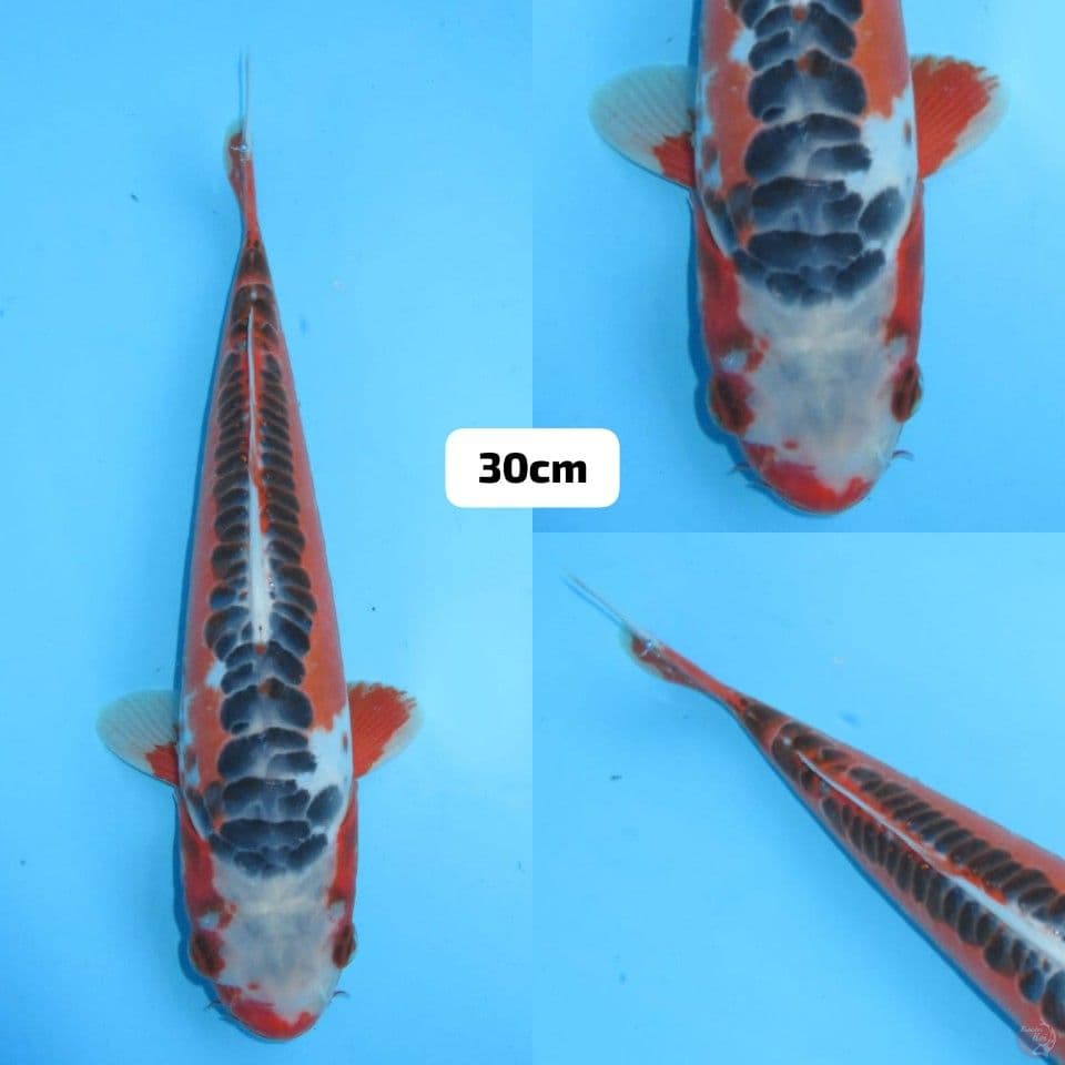 30cm male , F1 Konishi Shusui
