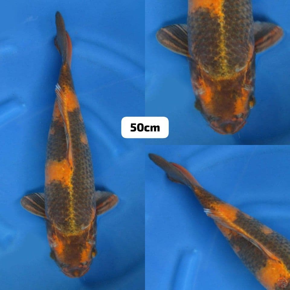 50cm fml , Kin Utsuri Jumbo 