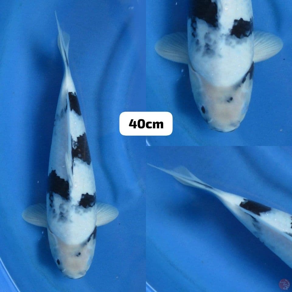 40cm male , Shiro Tategoi halus
