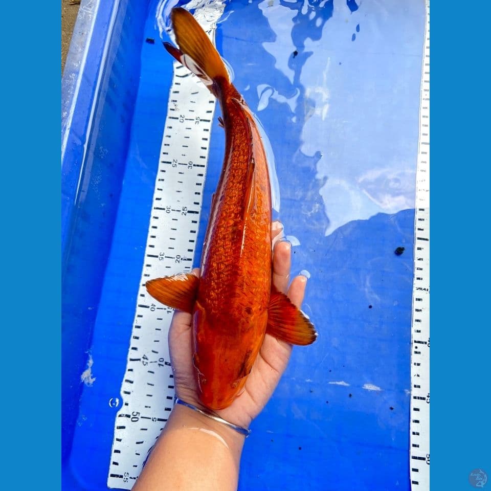 karamel jantan 34