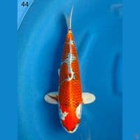 RED KUJAKU, 44CM MALE