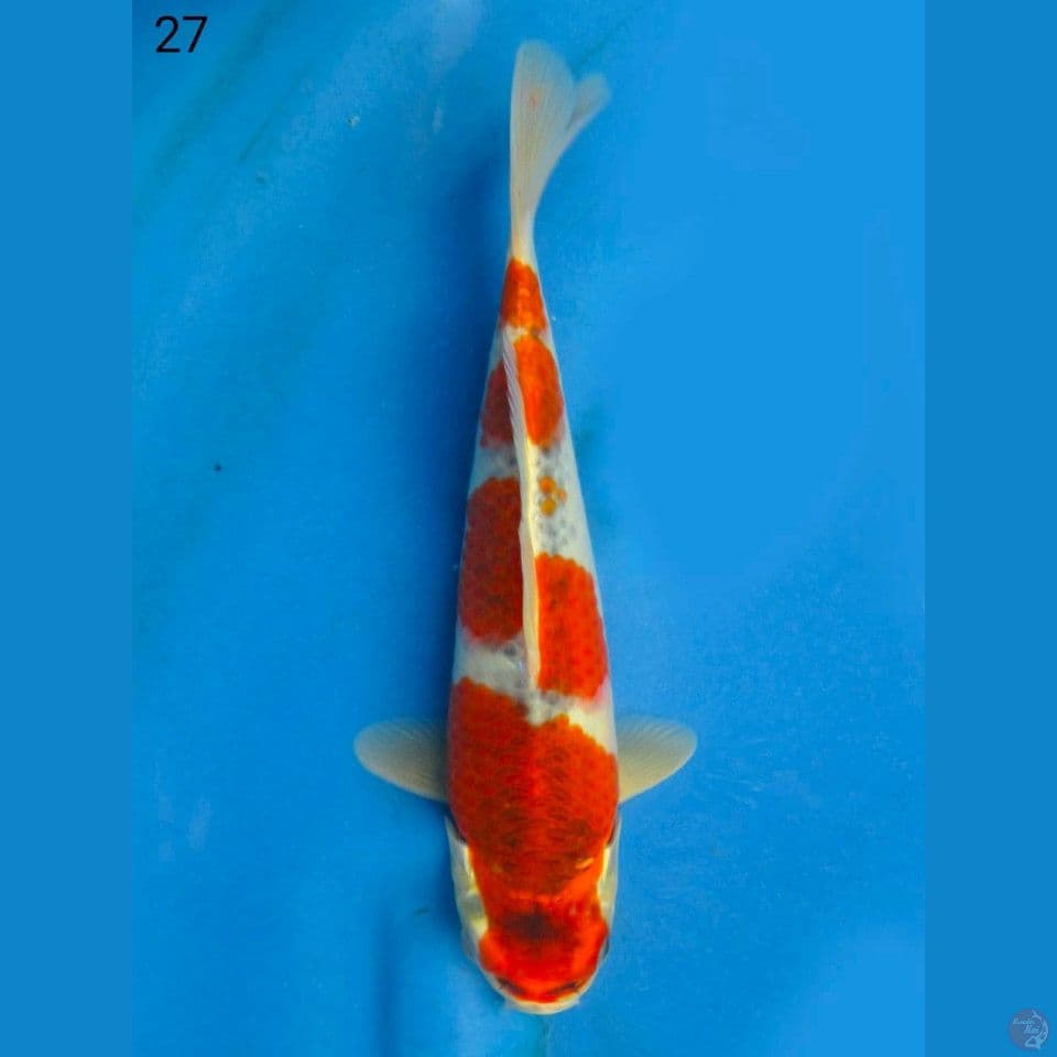 RED GOSHIKI, 27CM MALE