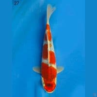 RED GOSHIKI, 27CM MALE