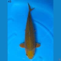 CHAGOI MARUDO, 45CM MALE