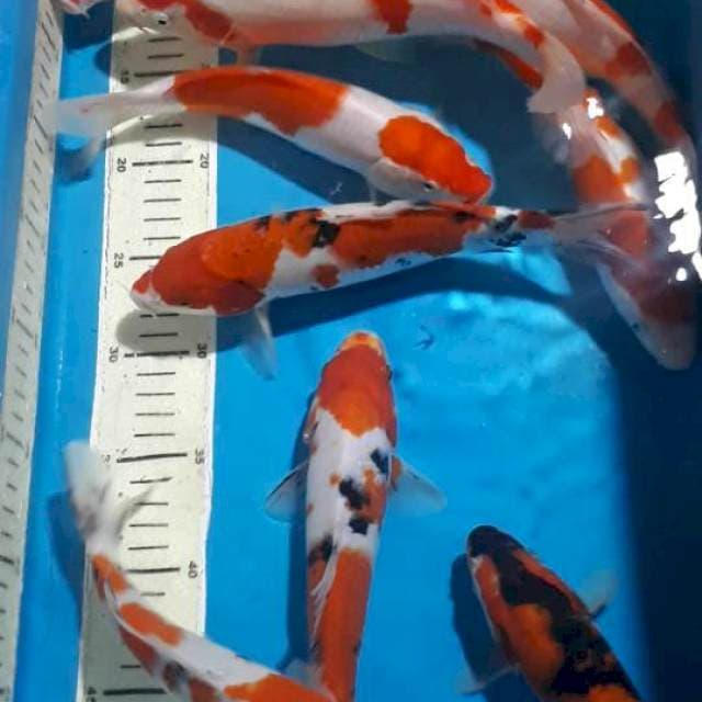 MIX KOI 23 SAMPAI 27 CM