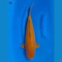 CARAMEL, 35CM MALE