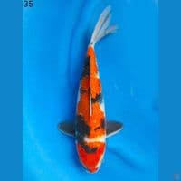 SHOGIN, 35CM MALE