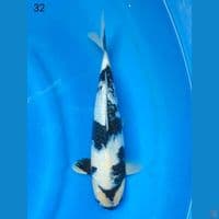 SHIRO GINRIN CALON ISTIMEWA, 32CM MALE