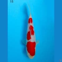 MINION KOHAKU, 15CM MALE