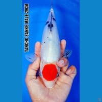 TANCHO SANKE 29CM