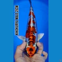 KIKOKURYU 25CM