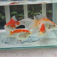 Paket 5 ekor Tamasaba Long Tail