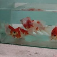 11-17CM HQ Tamasaba Kohaku