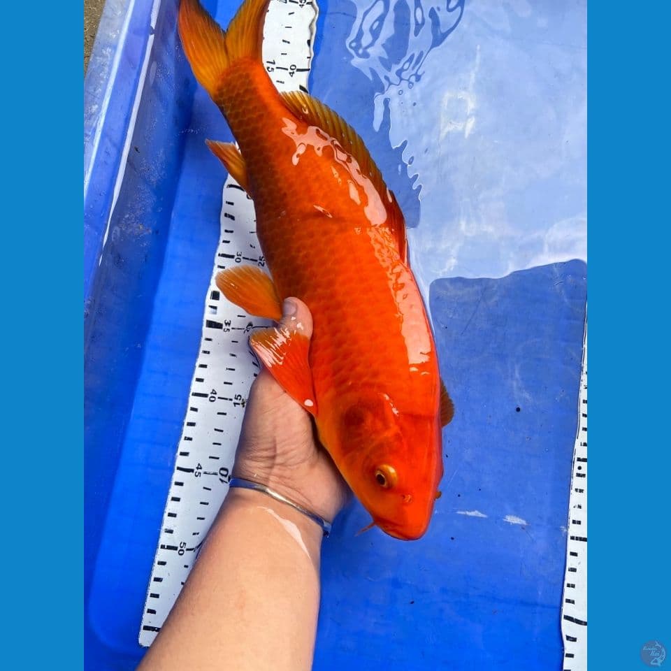 punuk jantan karashi