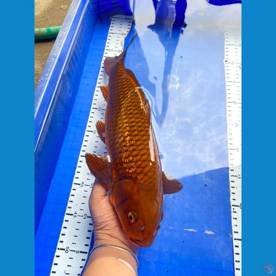 40 jantan chagoi 