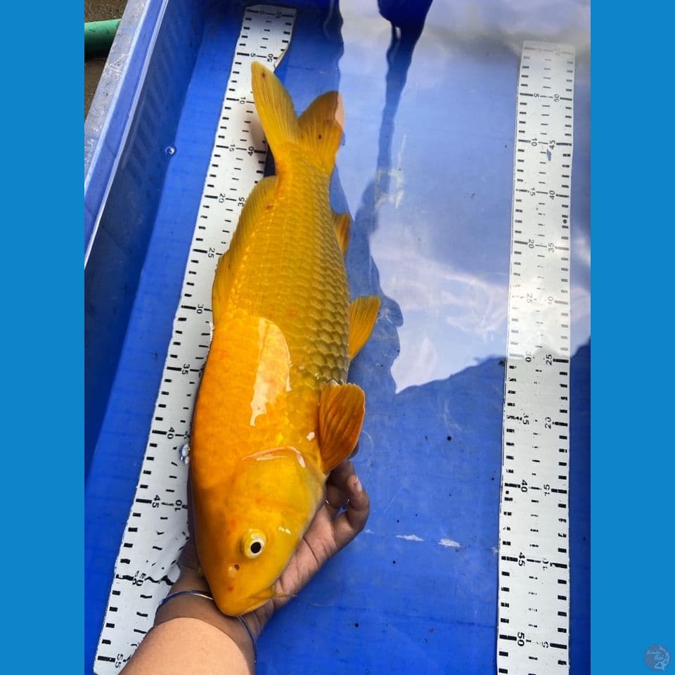jantan 43 karashi lemon