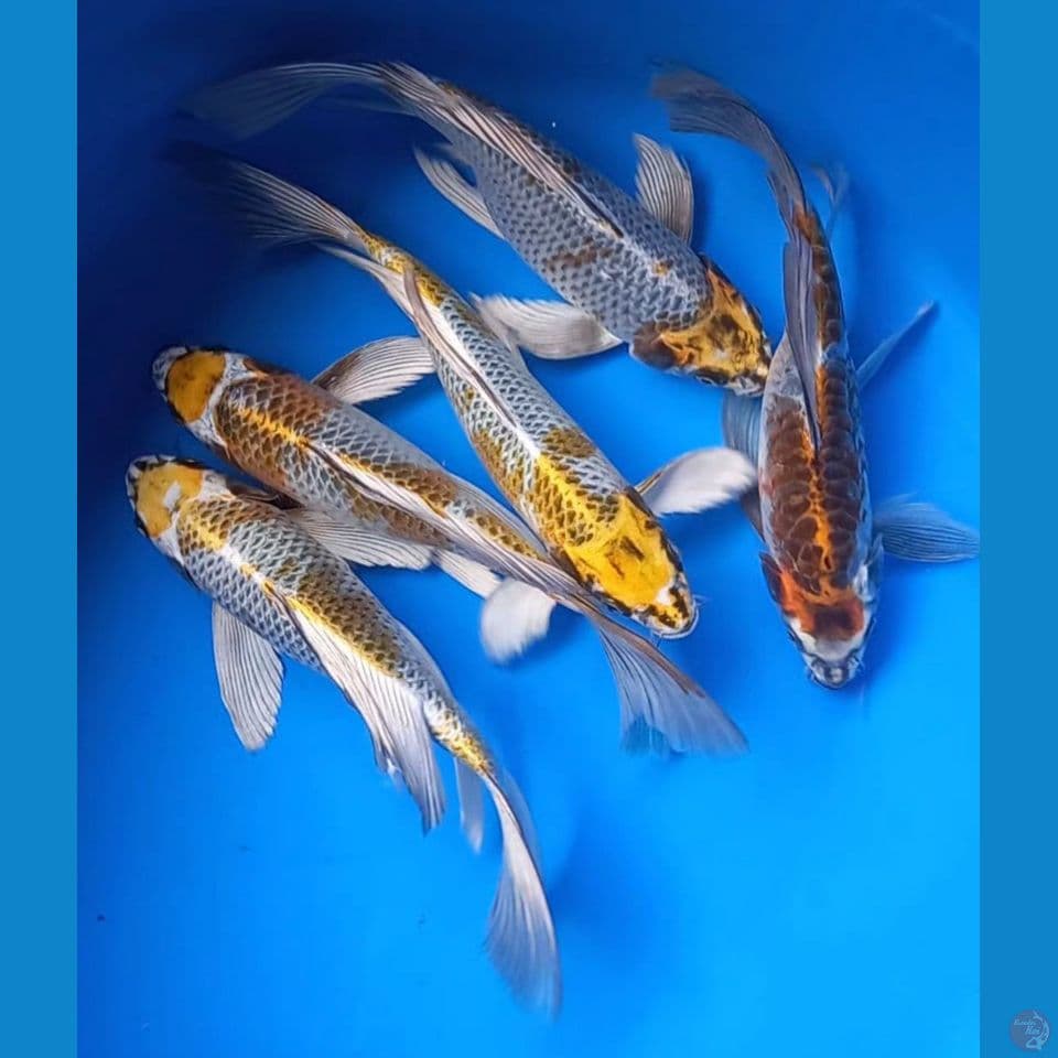 MIX KUMPAI 26-27cm