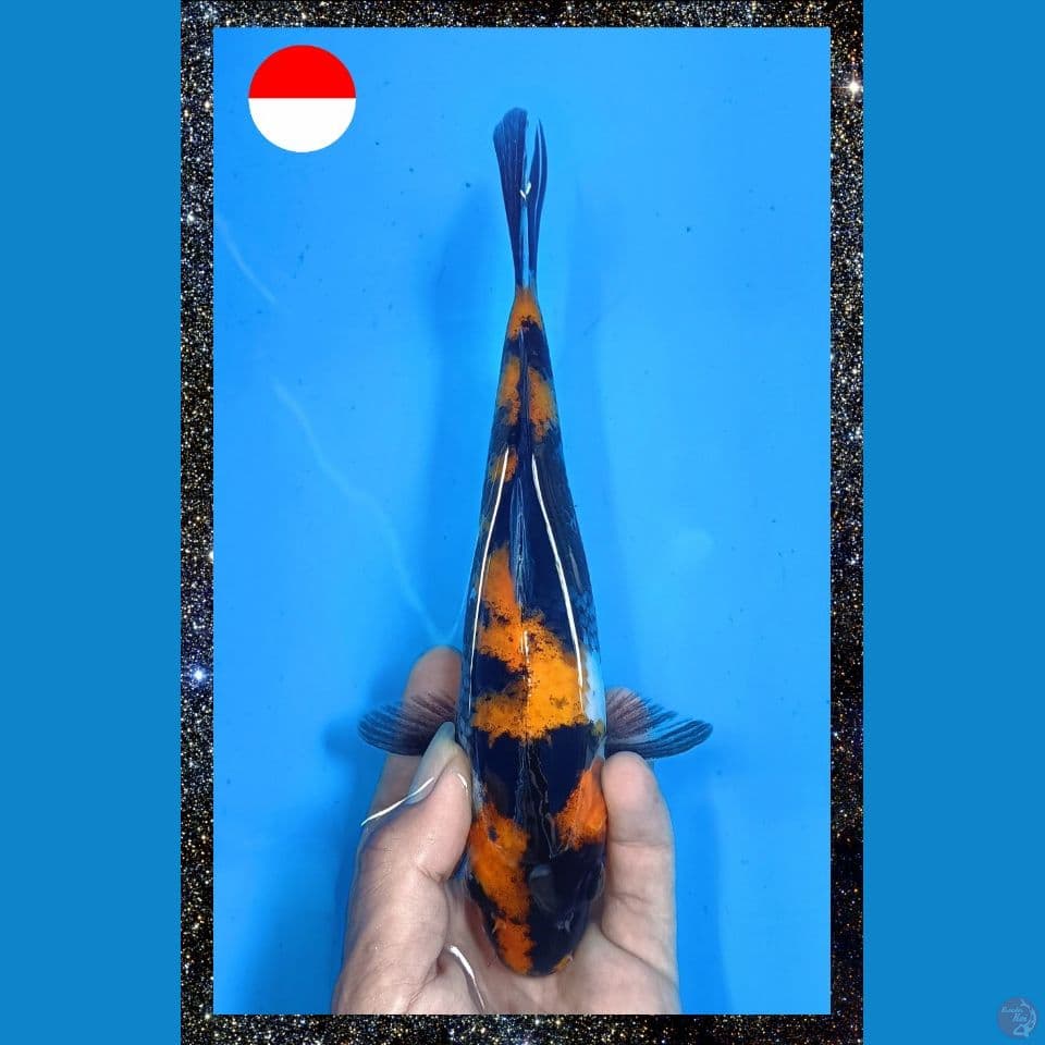 Showa 24 cm