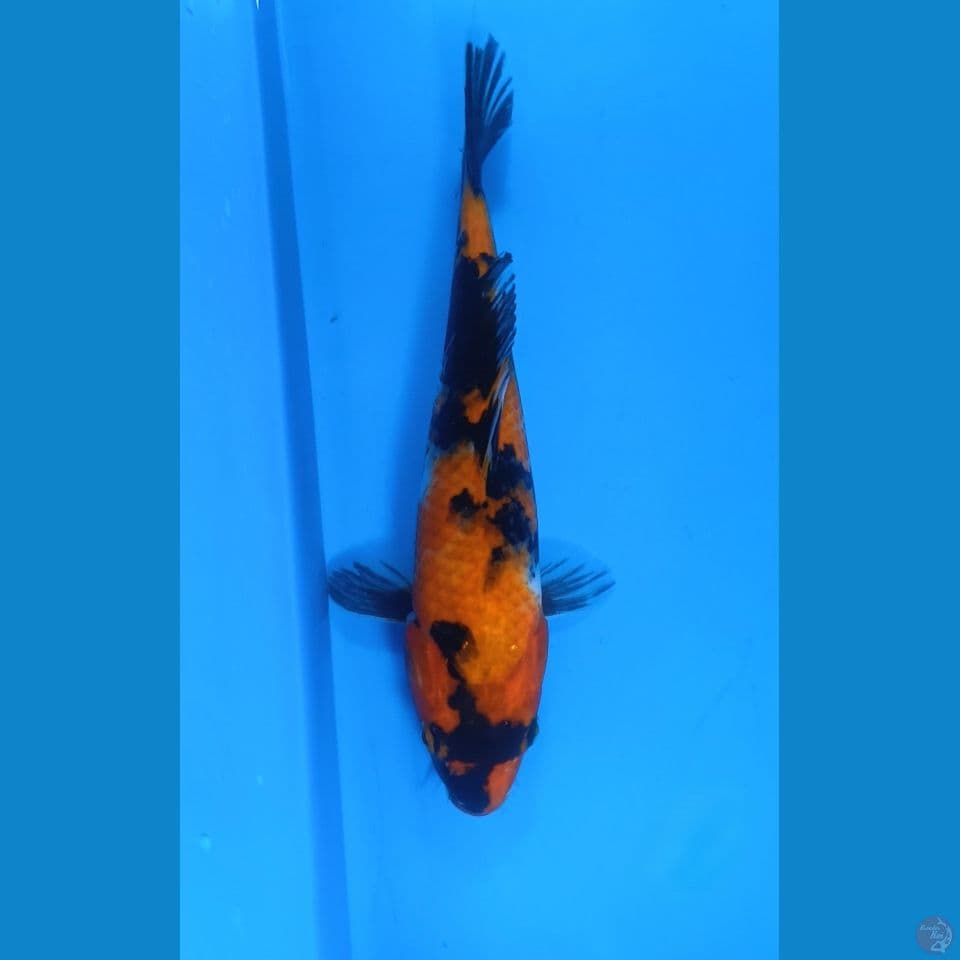 Showa 26 cm