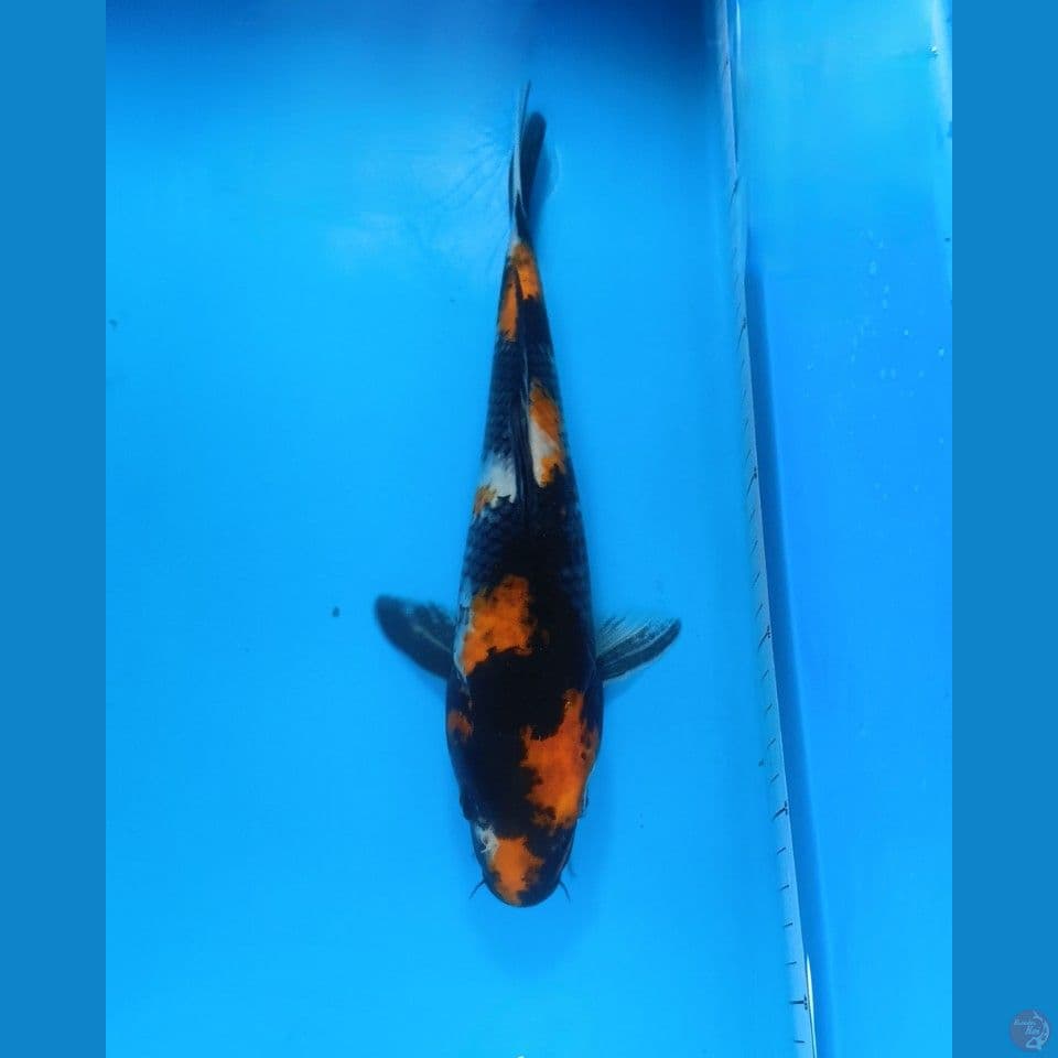 Showa Mbah Manggil 29 cm