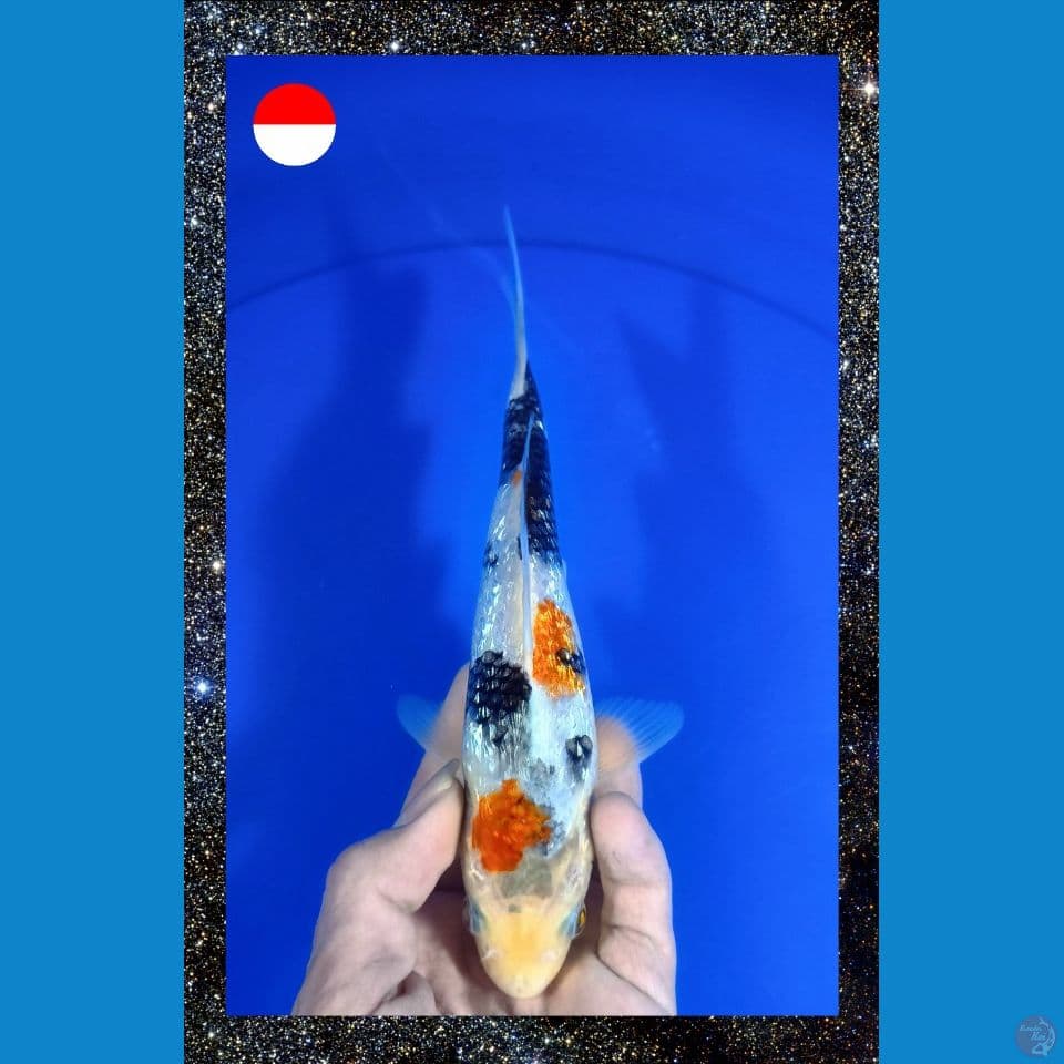 Showa Ginrin 22cm