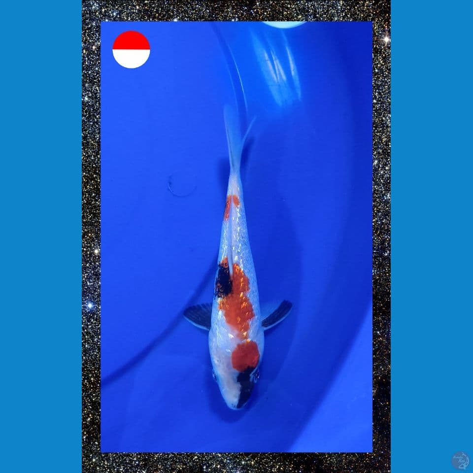 Showa Ginrin 20cm