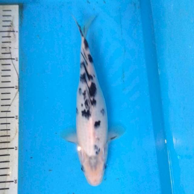 BEKKO