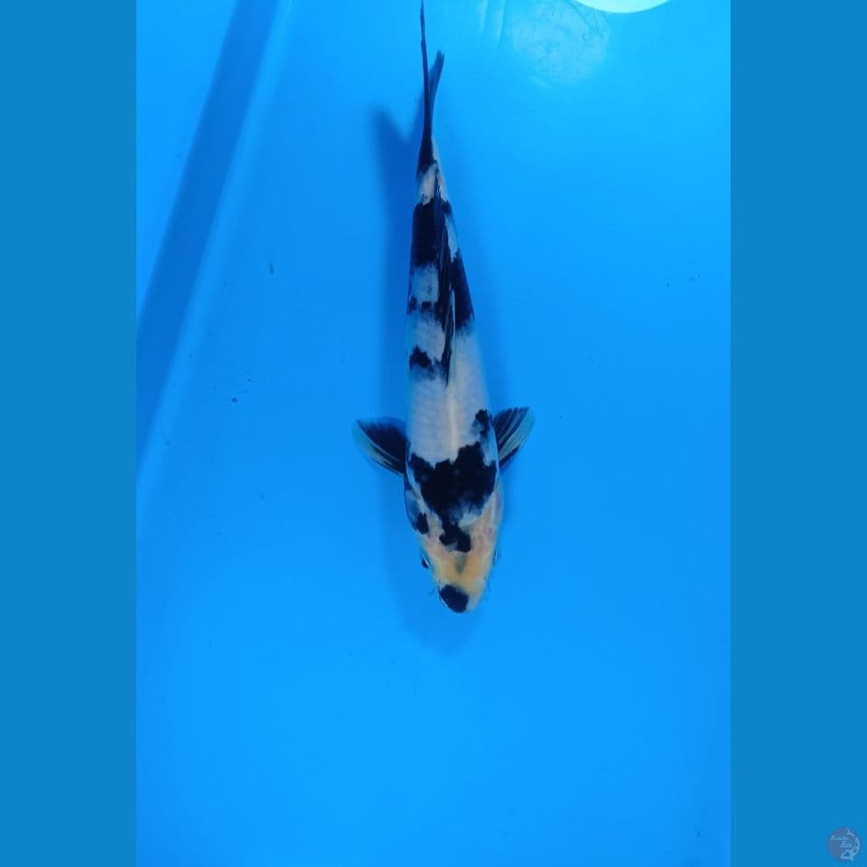 Shiro Ready Show 26 cm male