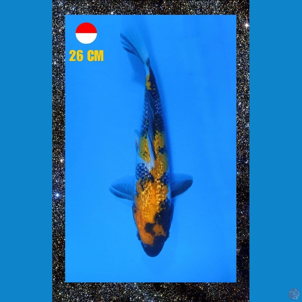 Showa Ginrin 26cm Male