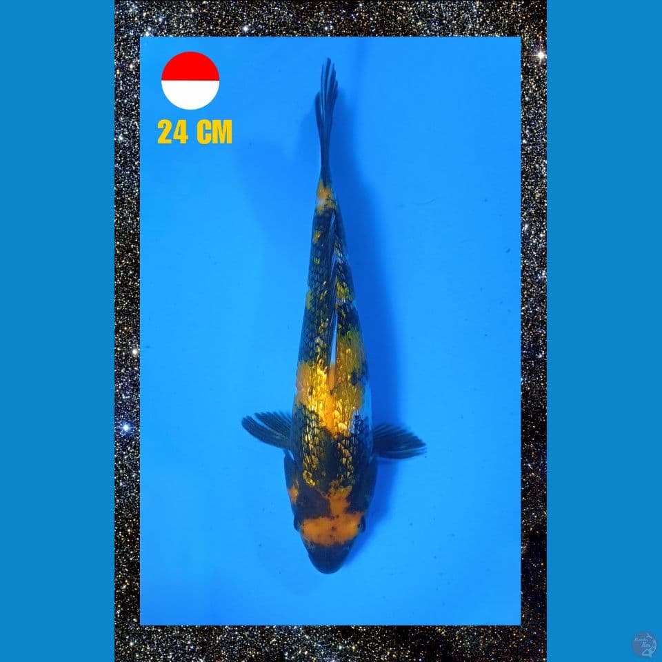 Showa ginrin 24cm Male