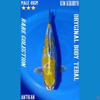 50bu KIN KIKORYU male HQ ORYGINAL 