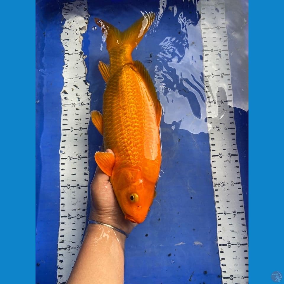 v6 caramel punuk 36