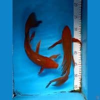 kumpay tembaga 28&30cm 2 ekor