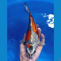 Beni Kikokuryu 29cm