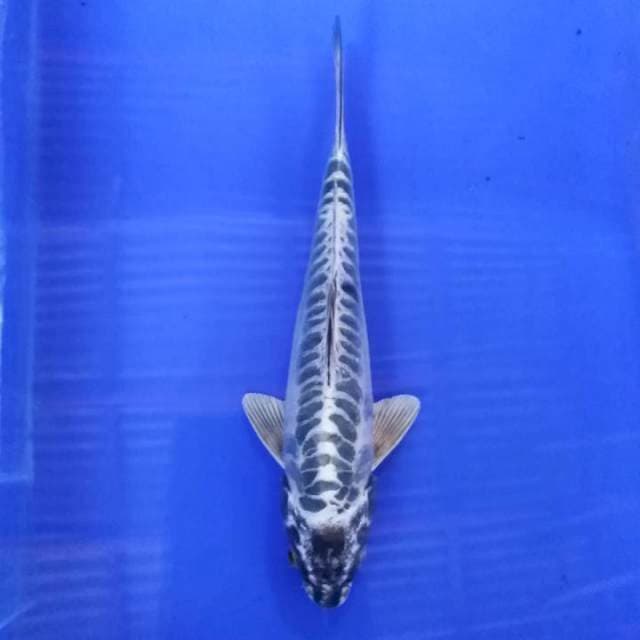 Antik sisik naga