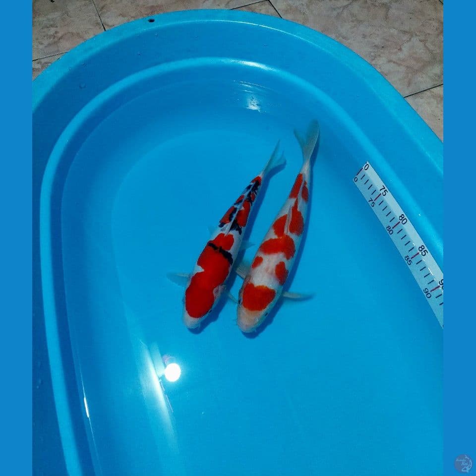 KOHAKU MALE 38 - DOITSU FEMALE 35