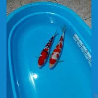 KOHAKU MALE 38 - DOITSU FEMALE 35