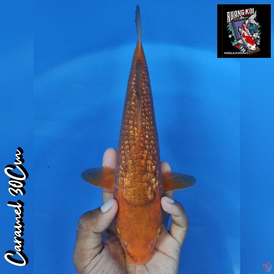 Caramel 30Cm