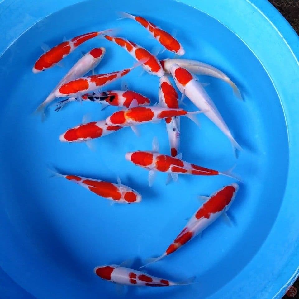 17-22CM, 15 Ekor