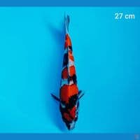 showa 27 cm