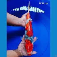 ready gosiki m 42 cm