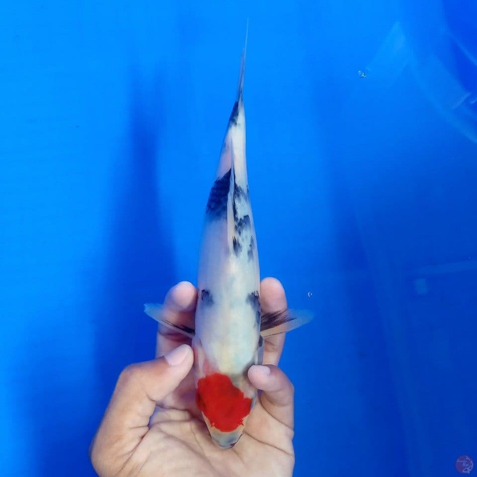 TANCHO SHOWA ORI 23CM