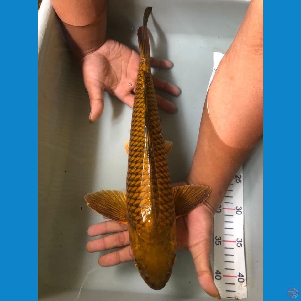 43 chagoi male