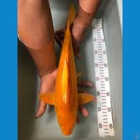 40 karashi male