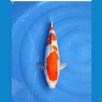 kohaku ori 41 cm f