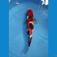 showa ginrin istimewa jantan 30 cm