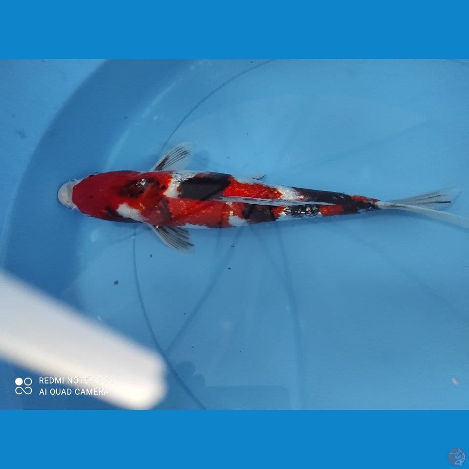 showa ginrin istimewa jantan 30 cm