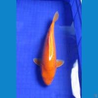 Karashi Gindrin Mata Merah 33Cm
