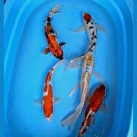 30-37cm mix