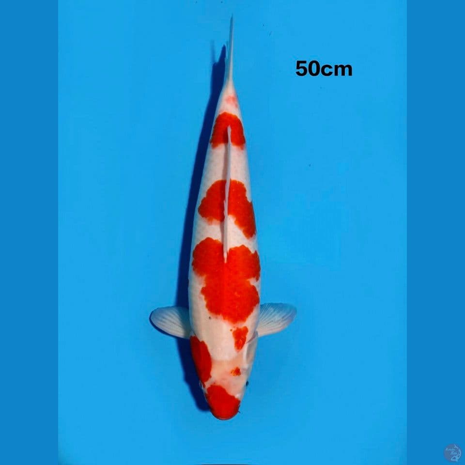 kohaku 50cm calon induk